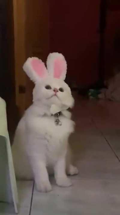 CAT + RABBIT = CABBIT