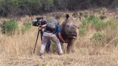 Photographer belly rubs rhino