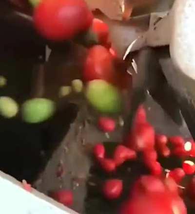 This bad tomato rejecting machine.