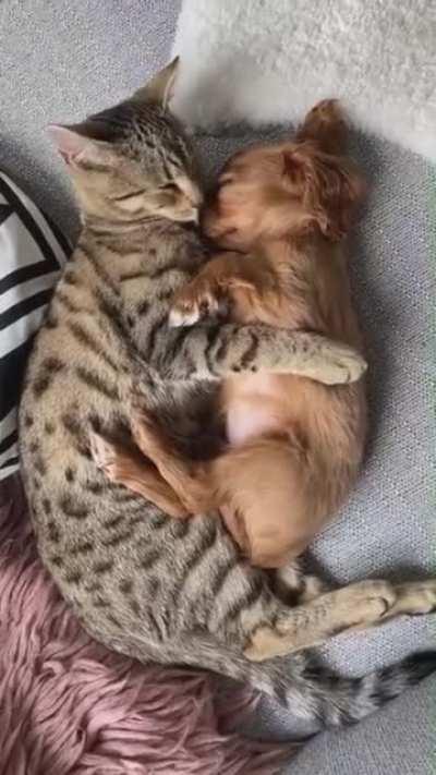 If you give a cat a puppy.