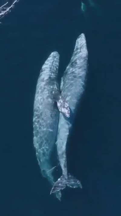 A whale hug is a romantic scene with a special character