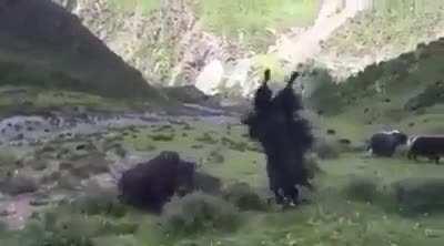 Yak does a front flip