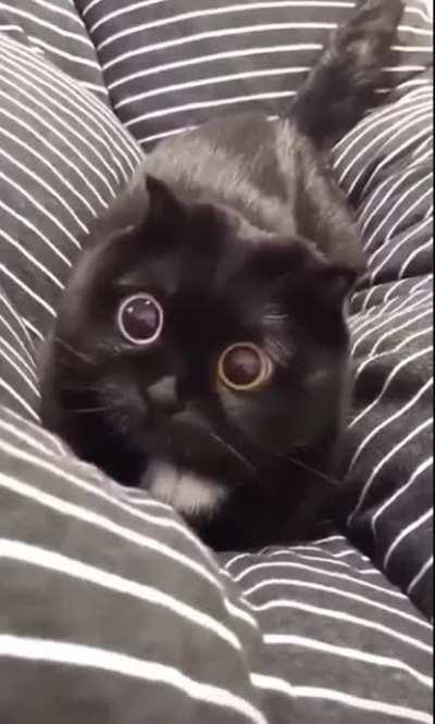 A Black Cat with Heterochromia