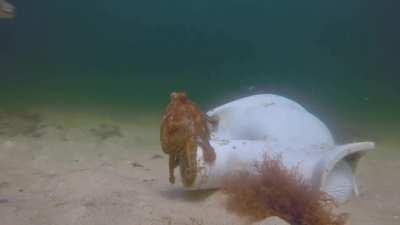 An octopus busily defending its den (a discarded broken toilet) from other octopuses readily accepts an odd visit from a pufferfish.