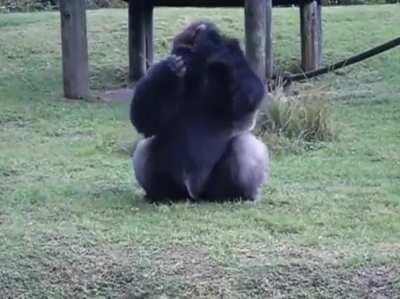 Gorilla uses sign language to tell people that he is not allowed to be fed by visitors