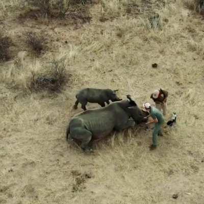 🔥 White Rhino calf chases conservation vets away after waking up and thinking they were hurting her