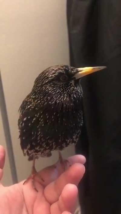 This bird’s imitation is insane