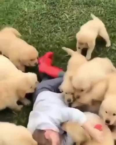 Vicious dogs attack the child