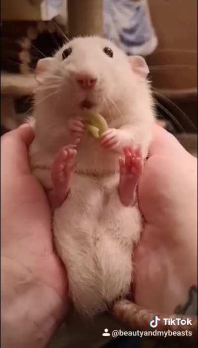 Badger eating his pasta is here to make your day a little better 💖