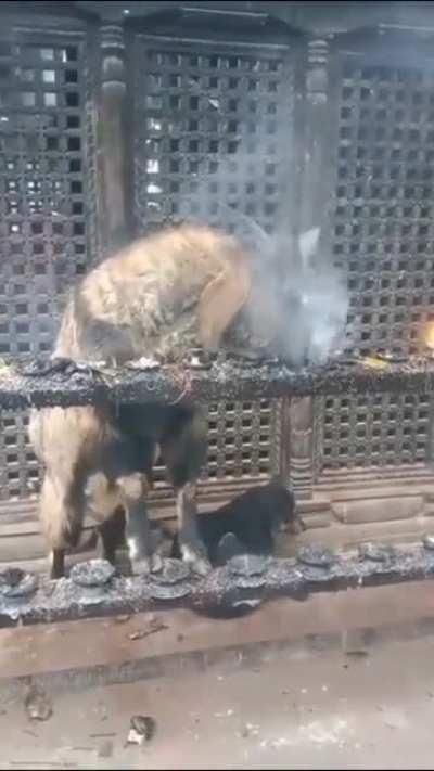 Goat getting high inhaling incense smoke