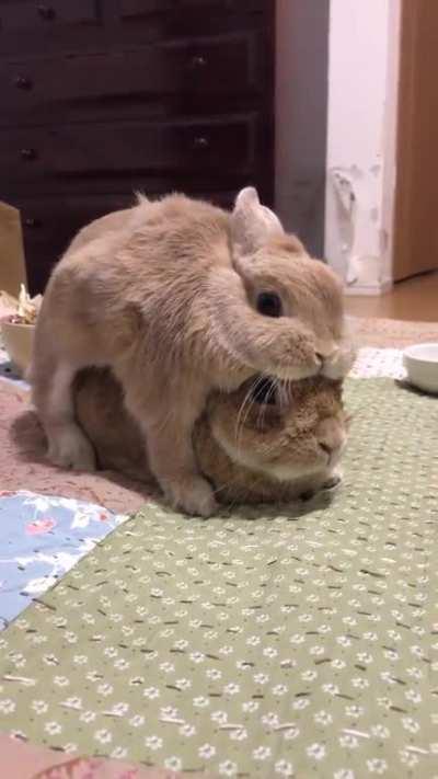 The newest, hottest fashion trend in Bunnyville is wearing your BFF for a hat. For all you single buns, you can wear a stuffed bunny. When will Heidi hit the bunway in a bun hat?