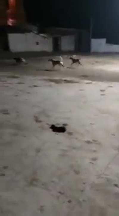 Average day in India, Dogs caught chasing A Lion