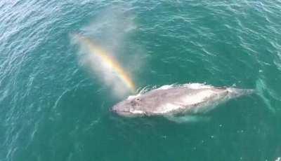 whale shoots out rainbow