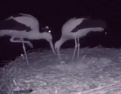 Two storks celebrating their first egg.