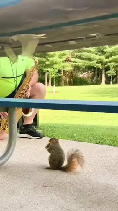 Squirrel enjoying concert