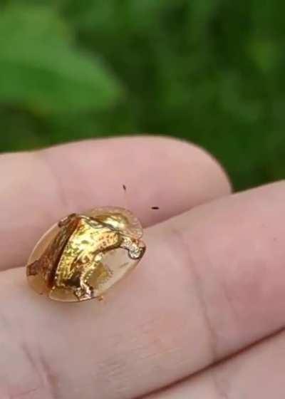 Golden tortoise beetle unfolding wings and taking off