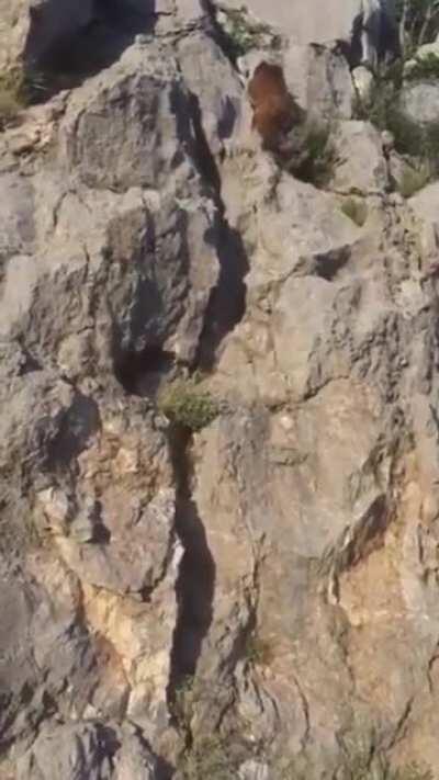 🔥 Bear climbing up a rocky cliff 🔥