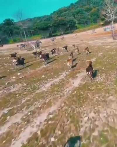 This goat just kicked a drone