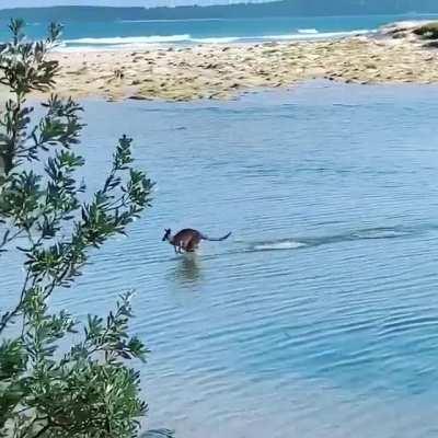 🔥 This Kangaroo taking a beachside shortcut.