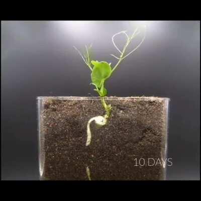 Seed growth