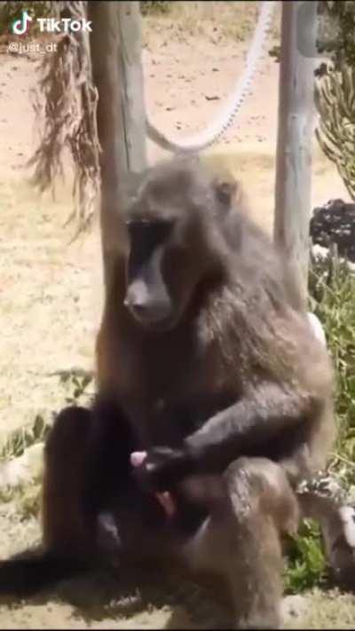 Monkey at a zoo mimicking human behaviors