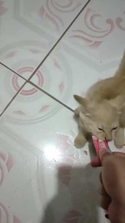 My cat love the treats so much ♥️