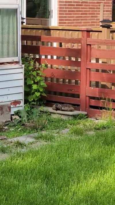 (OC) Ground hog family in my neighbor's house. Neighbor told me they keep on coming back every year for 30 years.