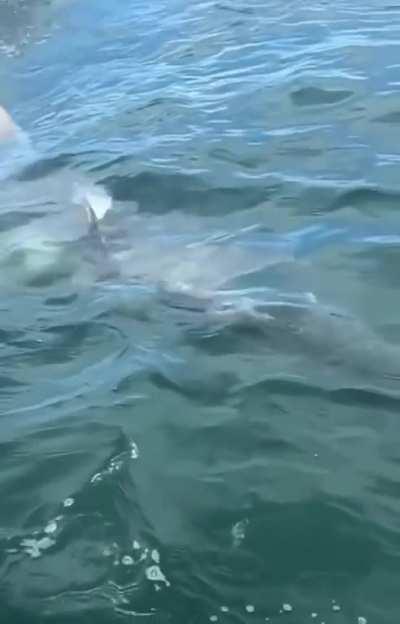 Great hammerhead shark in hot pursuit of a tarpon