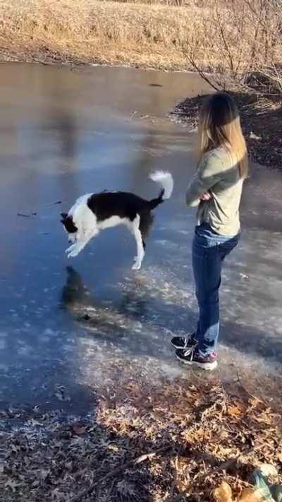 dogo tried to imitate the owner