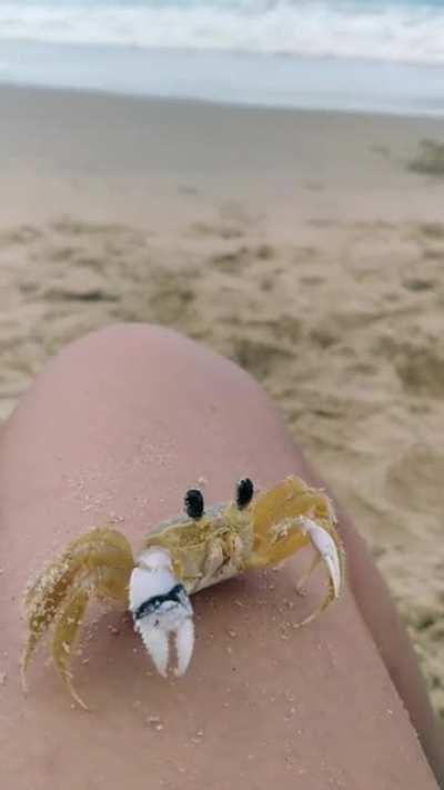 This little crab casually clearing the sand from his eyes