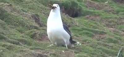 This Seagull Gobbling Up An Entire Rabbit