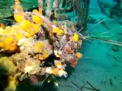 🔥 Next level camouflage of a decorator crab