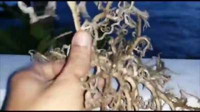 Basket star out of water.