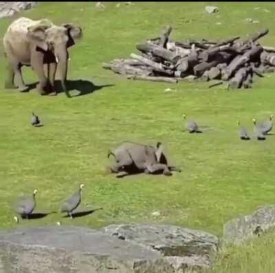 Baby elephant chasing birds