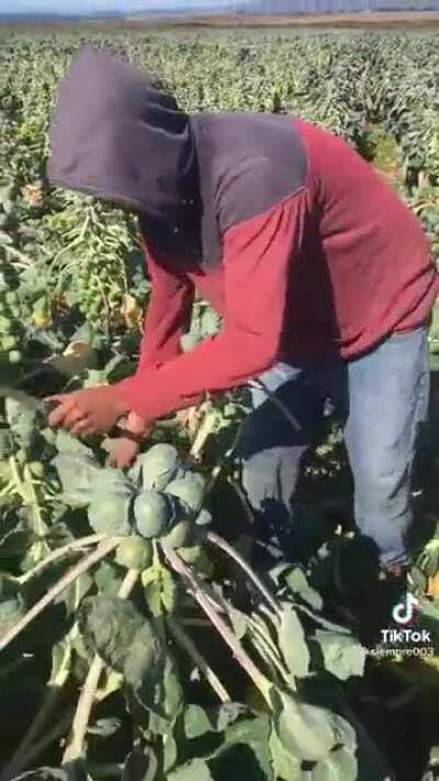 Trimming Brussel sprouts prior to harvest