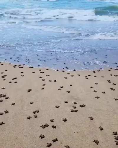 🔥 Going Back Home After A Long Day - Baby Turtles : Natur