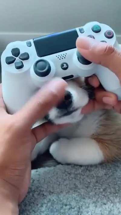 Doggostation 64 controller.