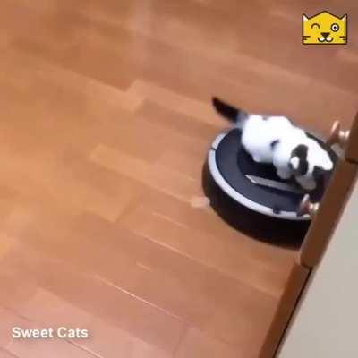 Cute kitty finds a new distraction