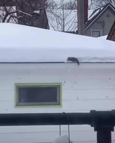 This squirrel making its way along the edge of a snowy roof