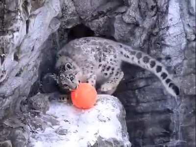 Snow leopard cub playing with ball.