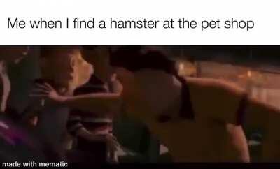 Hampstr 🐹