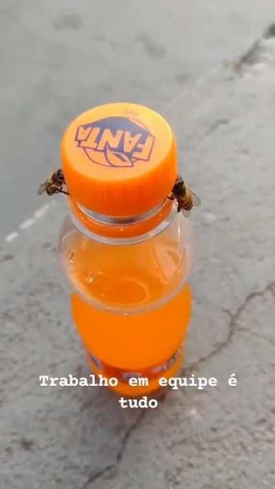 2 bees working together to open a soda bottle!