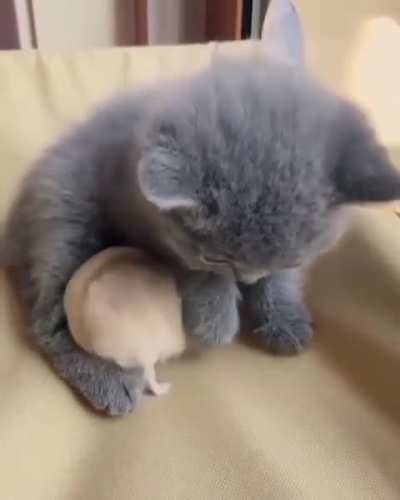 Kitten with his hamster buddy
