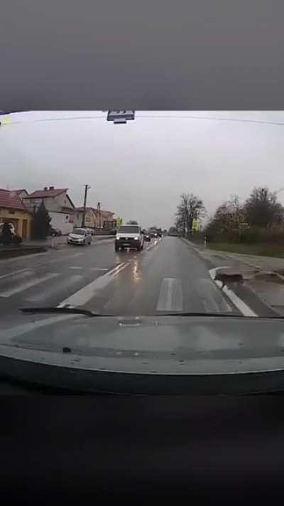 Good boy uses proper road crossing protocol