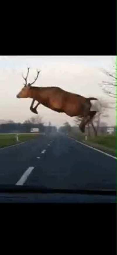 Deer jumping across road