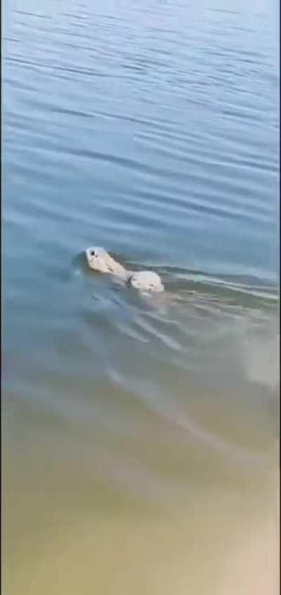 Just learned that rabbits can swim. Their ears go into swim mode when they do.