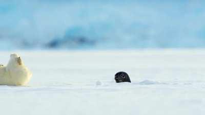 Baby polar bear gets scared by baby seal.