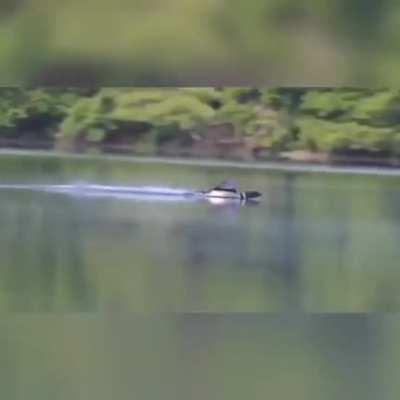 Duck makes a smooth landing on water