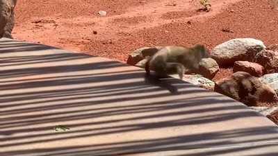 Mongoose tiring the Cobra in a fight