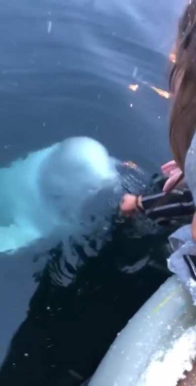 Beluga whale retrieves girls phone